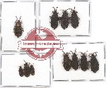 Scientific lot no. 557 Heteroptera (Aradidae) (11 pcs)