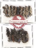 Scientific lot no. 373 Curculionidae (20 pcs)