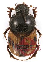 Onthophagus (s.str.) sp. 2 (5 pcs)