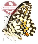 Papilio demoleus libanius