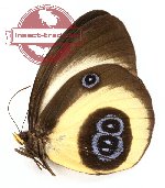 Taenaris bioculatus bioculatus