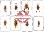 Scientific lot no. 12B Orthoptera (8 pcs)