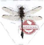 Odonata sp. 60A