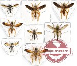 Scientific lot no. 21 Diptera (8 pcs)