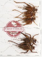 Scientific lot no. 19 Gryllidae sp. mix (5 pcs - 2 pcs A2)