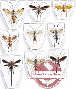 Scientific lot no. 231 Hymenoptera (Braconidae) (9 pcs)