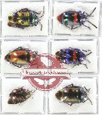 Scientific lot no. 132 Heteroptera (Scutellarinae) (6 pcs A-, A2)