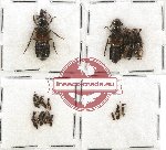 Scientific lot no. 100 Staphylinidae (16 pcs)