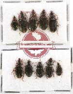 Scientific lot no. 276A Carabidae (10 pcs)