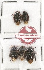 Scientific lot no. 130A Heteroptera (Cydnidae) (5 pcs)