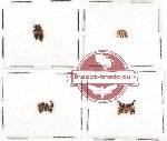 Scientific lot no. 102 Staphylinidae (17 pcs)