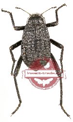 Tenebrionidae sp. 81A