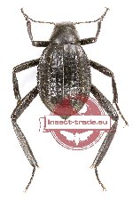 Tenebrionidae sp. 82A (A-)