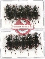 Scientific lot no. 294 Carabidae (10 pcs)