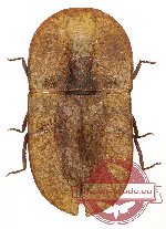 Tenebrionidae sp. 83 (5 pcs)