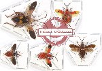Scientific lot no. 621 Heteroptera (5 pcs)