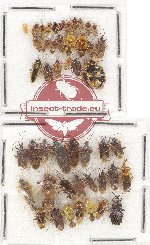 Scientific lot no. 595 Heteroptera (48 pcs)