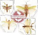 Scientific lot no. 4 Mantidae (4 pcs - 2 pcs A2)