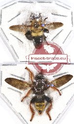 Scientific lot no. 24 Diptera (2 pcs - 1 pc A2)