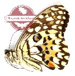 Papilio demoleus stenelinus
