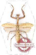 Mantidae sp. 20 (A2)