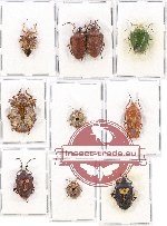 Scientific lot no. 584 Heteroptera (Pentatomidae) (10 pcs A, A-, A2)