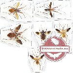 Scientific lot no. 443A Heteroptera (Reduviidae) (6 pcs A, A-, A2)
