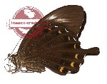 Papilio fuscus ssp. thomsoni (A-)