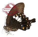 Papilio fuscus ssp. lapathus (A-)
