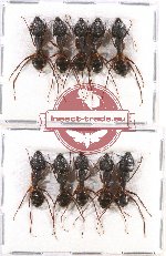 Scientific lot no. 10 Formicidae (10 pcs)