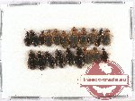 Scientific lot no. 307 Carabidae (20 pcs)
