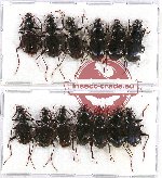 Scientific lot no. 325 Carabidae (13 pcs)