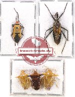 Scientific lot no. 668 Heteroptera (5 pcs A2)