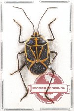 Pentatomidae sp. 4 (A2)