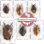 Scientific lot no. 653 Heteroptera (Pentatomidae) (6 pcs A, A-, A2)