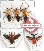 Scientific lot no. 667 Heteroptera (5 pcs A, A-, A2)