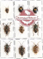 Scientific lot no. 650AA Heteroptera (Pentatomidae) (9 pcs A, A-, A2)