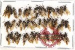 Scientific lot no. 17 Formicidae (45 pcs)