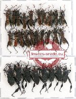 Scientific lot no. 671 Heteroptera (Coreidae) (28 pcs A-, A2)