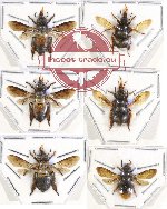 Scientific lot no. 231A Hymenoptera (6 pcs)
