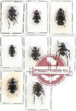 Scientific lot no. 234 Tenebrionidae (8 pcs A)
