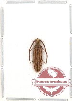 Cupedidae sp. 1 (A2)