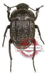 Tenebrionidae sp. 89A
