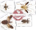 Scientific lot no. 708 Heteroptera (4 pcs)