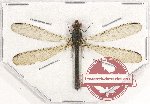 Odonata sp. 68 (A2)