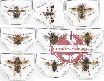 Scientific lot no. 48 Diptera (9 pcs - 3 pcs A2)