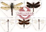 Scientific lot no. 10 Odonata (5 pcs - 4 pcs A2)