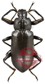 Tenebrionidae sp. 4