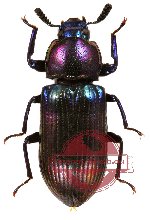 Tenebrionidae sp. 6