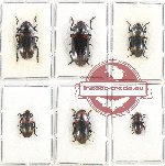 Scientific lot no. 103 Erotylidae 6 pcs (1 pc A2)